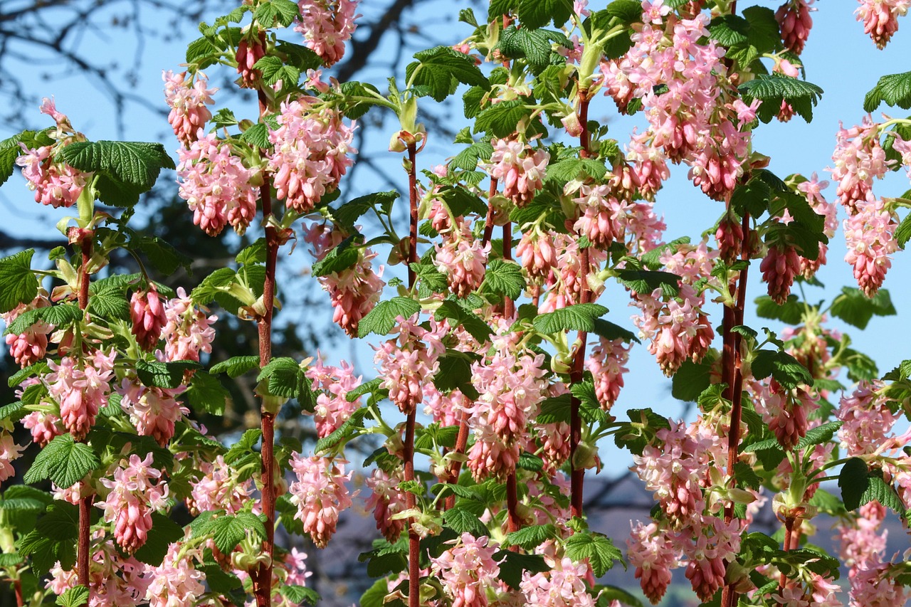 Udendørs festlokale Ribe naturligt